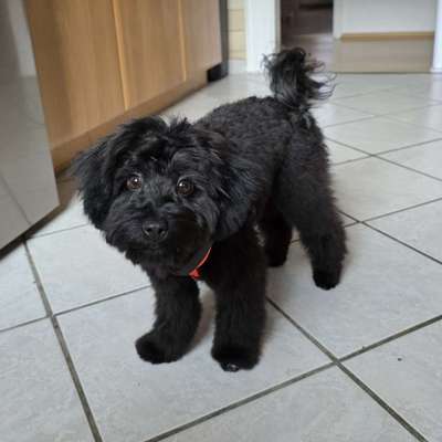 Hundetreffen-Sozialwalk/ Training/ Nasenarbeit-Bild