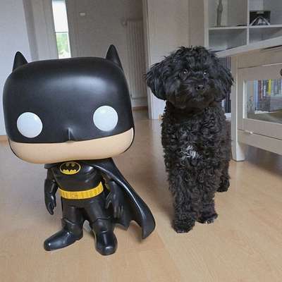 Hundetreffen-Sozialwalk/ Training/ Nasenarbeit-Bild