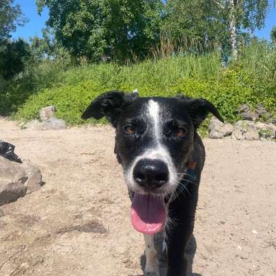Hundetreffen-Gassi Service-Bild