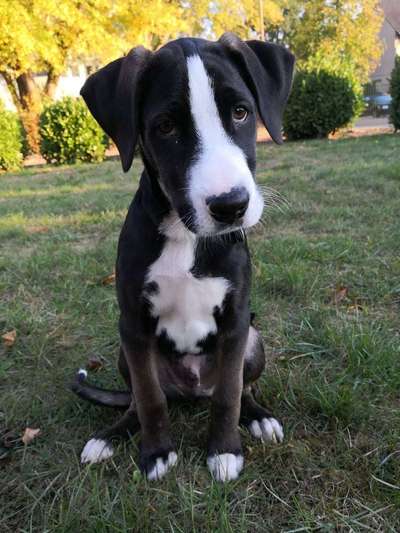 Welpen Bilder !-Beitrag-Bild