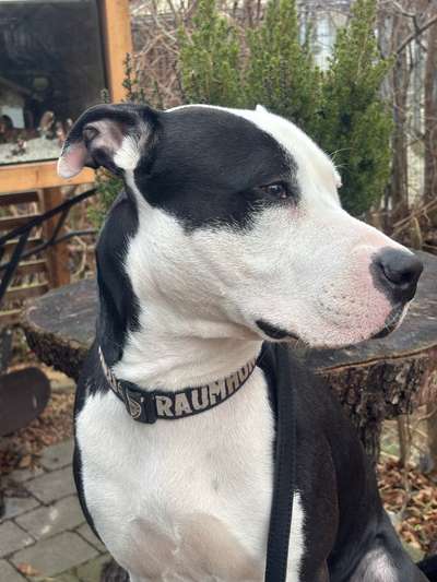 Hundetreffen-Gassidate-Bild