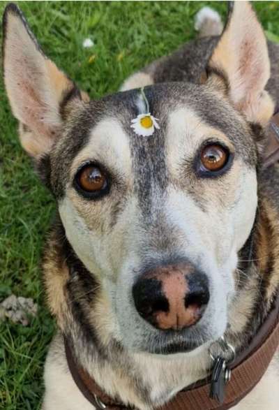 Wie kamst du zu deinem Hund?-Beitrag-Bild