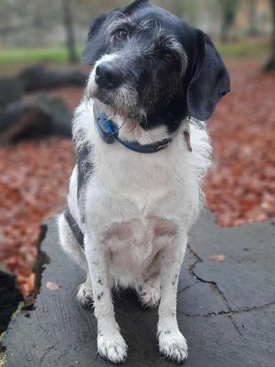 TierschutzhundeStammtisch🐕-Beitrag-Bild