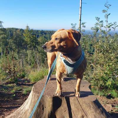 Hundetreffen-Hundekumpels zum Spazieren und Spielen gesucht-Bild