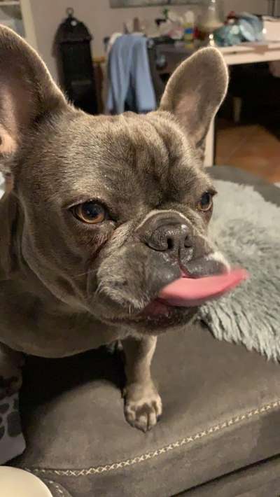 Zeigt eure verrücktesten Hundebilder-Beitrag-Bild