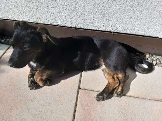 Hundetreffen-Unsere Dackel-Muschlingsdame (6M) ist neu in der Stadt und sucht Anschluss-Bild