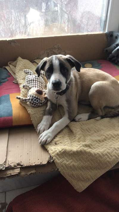 Welpen Bilder !-Beitrag-Bild