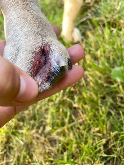 Zwischenzehenentzündung oder granne?-Beitrag-Bild
