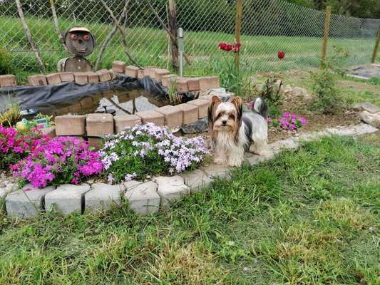 Dogorama-Monats-Challenge-Mai "Wasser"-Beitrag-Bild