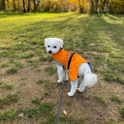 Hundetreffen-Gemeinsames Gassi und Spielen-Bild