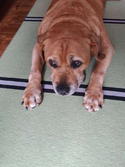 Dein Hund im Dogorama-Kalender 2021-Beitrag-Bild