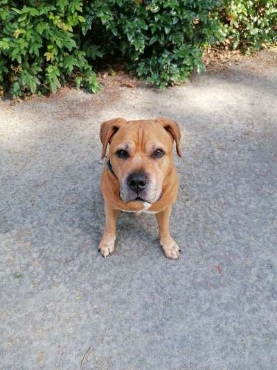 Dein Hund im Dogorama-Kalender 2021-Beitrag-Bild