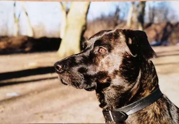 Dein Hund im Dogorama-Kalender 2021-Beitrag-Bild