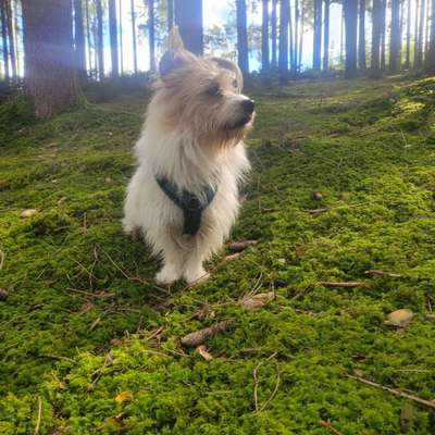 Hundetreffen-Immer gerne für kleine Spielrunden und Gassirunden-Bild