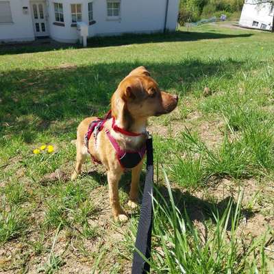 Hundetreffen-Gassifreunde finden🥰-Bild