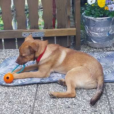 Hundetreffen-Gassifreunde finden🥰-Bild
