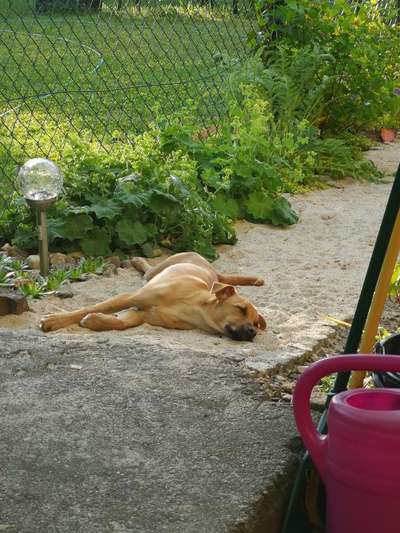 Zeigt mal die schönsten Bilder von euren Hunden !-Beitrag-Bild