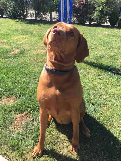 Unsere Fellnasen im Regenbogenland-Beitrag-Bild