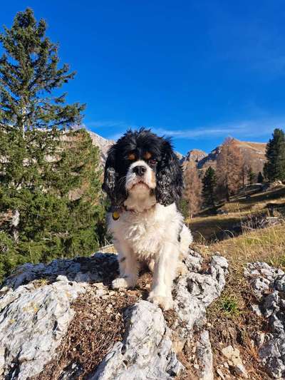 Cavalier King Charles Spaniel?-Beitrag-Bild