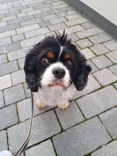 Cavaliere-Beitrag-Bild