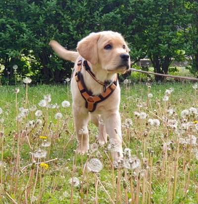 Die Dogorama Kalender Challenge Titelbild-Beitrag-Bild