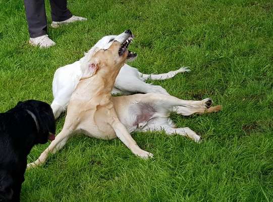 Dogorama Photo Challenge - Die besten Hundebuddys-Beitrag-Bild