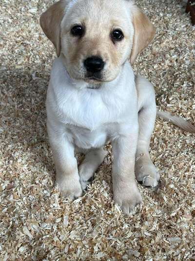 Welpen Bilder !-Beitrag-Bild