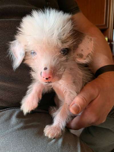 Welpen Bilder !-Beitrag-Bild