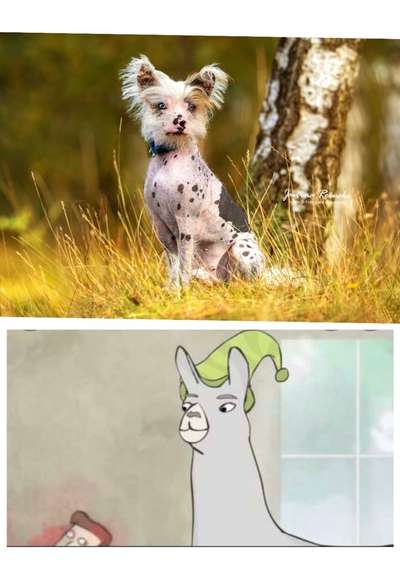 Wie heißt dein Hund?-Beitrag-Bild