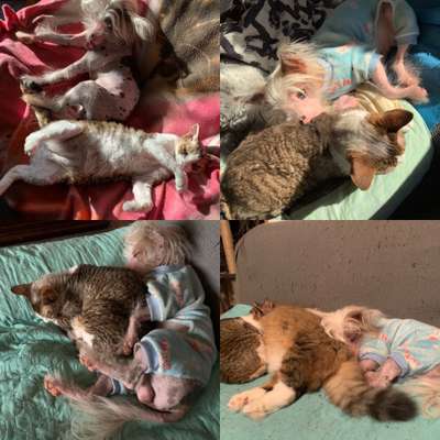 Hund und Katz Momente-Beitrag-Bild