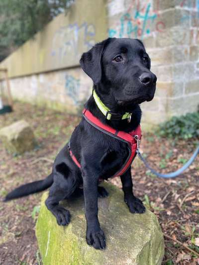 Hundetreffen-Hallo, ich bin Balu (1 Jahr) und suche neue Freunde zum spielen und toben.-Bild