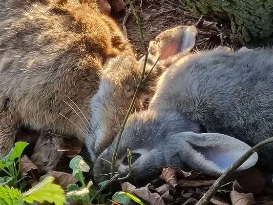 Giftköder-Zwei tote Kaninchen am Wegesrand-Bild