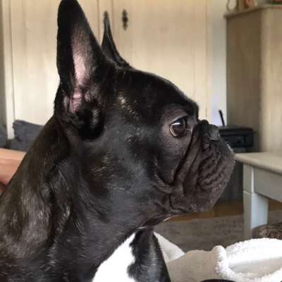 Hundetreffen-Bulldoggenfreunde-Profilbild