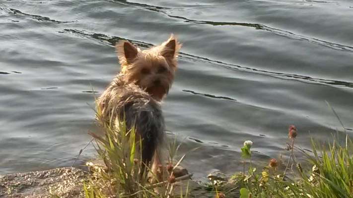 Dogorama-Monats-Challenge-Mai "Wasser"-Beitrag-Bild