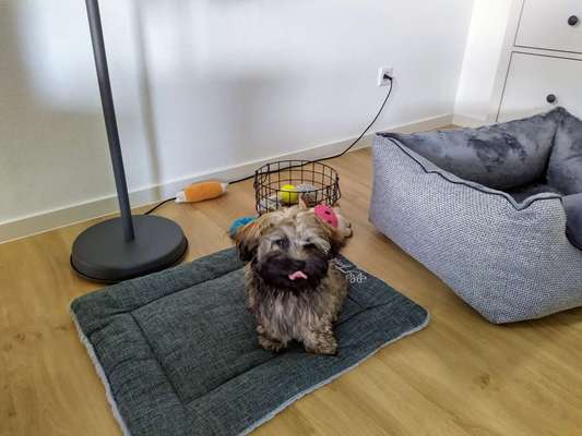 Fotochallenge Nr. 59 - Mein Hund zeigt die Zunge-Beitrag-Bild