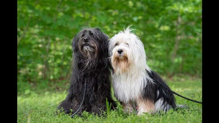 Tibet Terrier-Beitrag-Bild