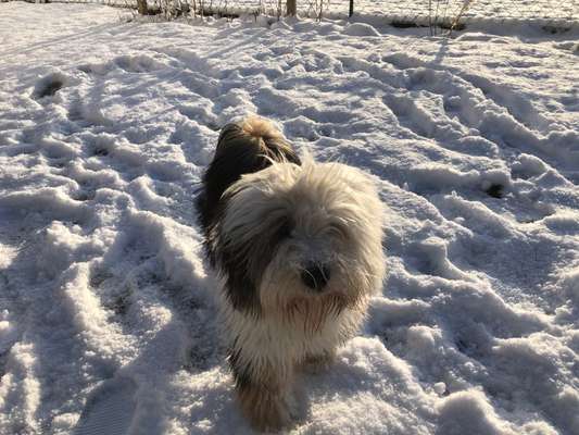 Tibet Terrier-Beitrag-Bild