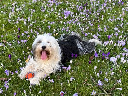 Dogorama Photo Challenge - Der Frühling kommt-Beitrag-Bild