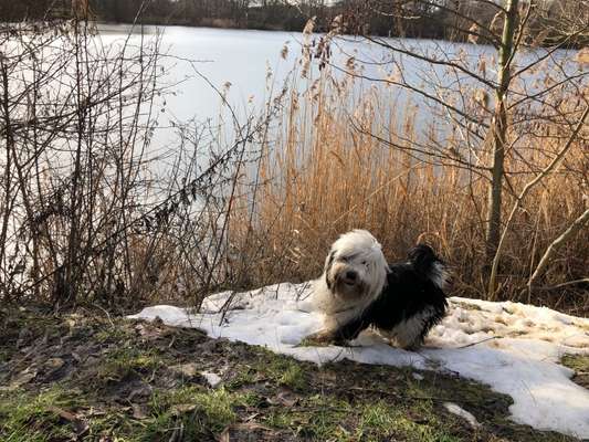 Wuschelhunde-Beitrag-Bild