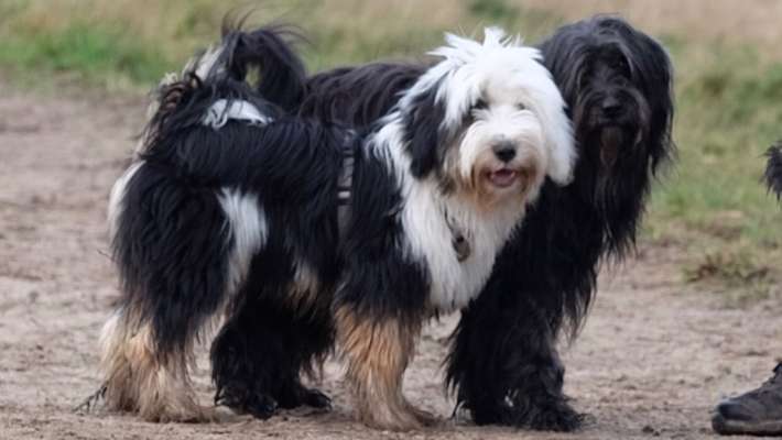 Tibet Terrier-Beitrag-Bild