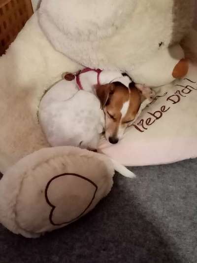 Dein Hund im Dogorama-Kalender 2021-Beitrag-Bild