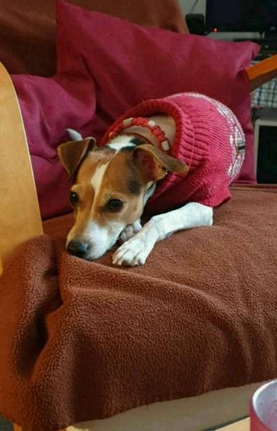 Die Dogorama Kalender Challenge Titelbild-Beitrag-Bild