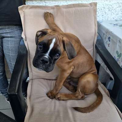 Hundetreffen-Welpentreffen/Gassirunde-Bild