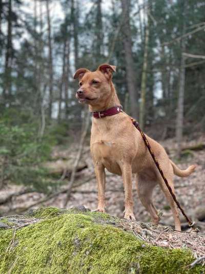 TierschutzhundeStammtisch🐕-Beitrag-Bild