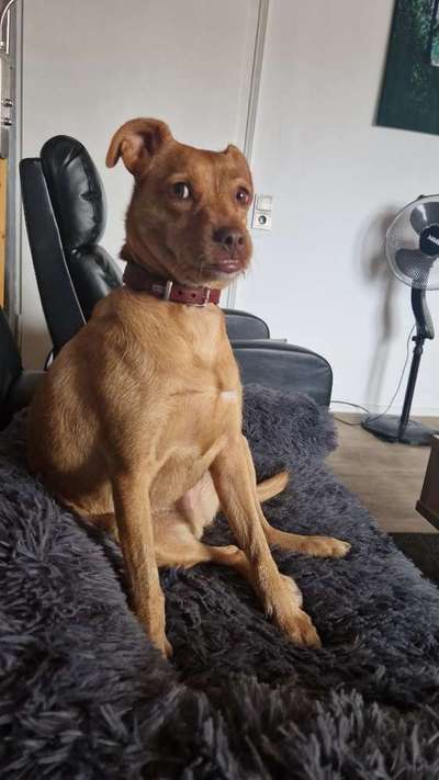 TierschutzhundeStammtisch🐕-Beitrag-Bild