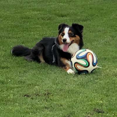 Hundetreffen-Spielgefährten gesucht 🤗-Bild