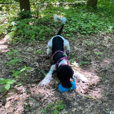 Hundetreffen-Begegnungstraining - Playdate-Bild