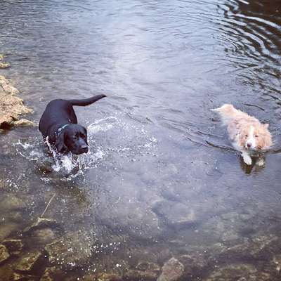 Bester Freund, Hundekumpel - zeigt her!-Beitrag-Bild