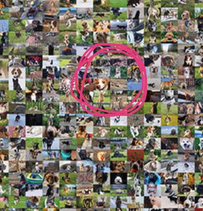 Zeig deinen Hund in der Kalender-Collage-Beitrag-Bild