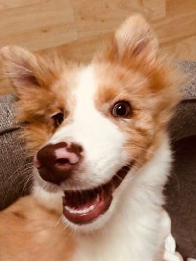 Zeig deinen Hund in der Kalender-Collage-Beitrag-Bild